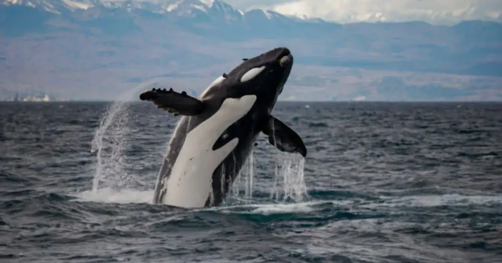 An orca whale leaps from the water, symbolizing the dream meaning orca whale and its significance in dreams.