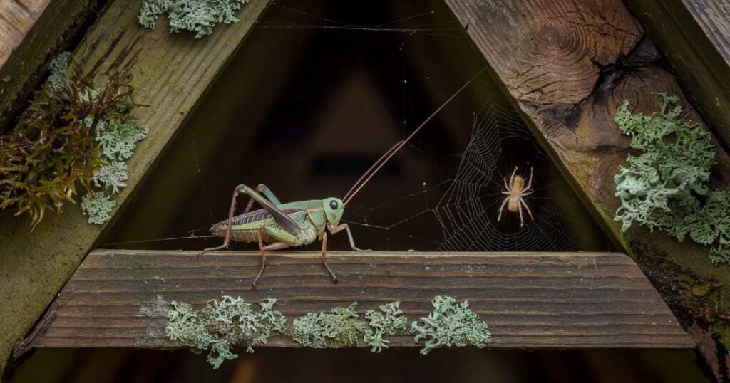 A photo of a cricket in a house with a spiritual meaning. The cricket is perched on a wooden beam. The beam is covered in moss. There's a spider web with a spider in it near the cricket. The background is a dark void.