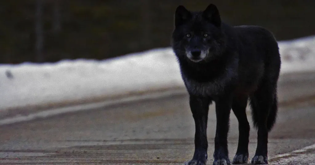 A black wolf, embodying mystery and power, illustrating the "Black Wolf Meaning in Dream & Interpretation."