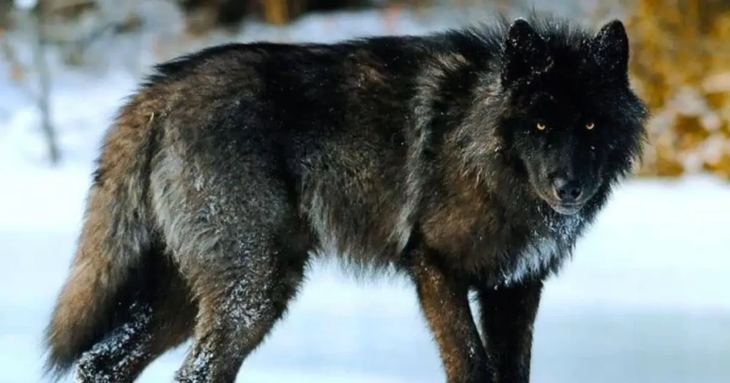 The black wolf, a symbol of guidance and insight, reflects the "Black Wolf Meaning in Dream & Interpretation."